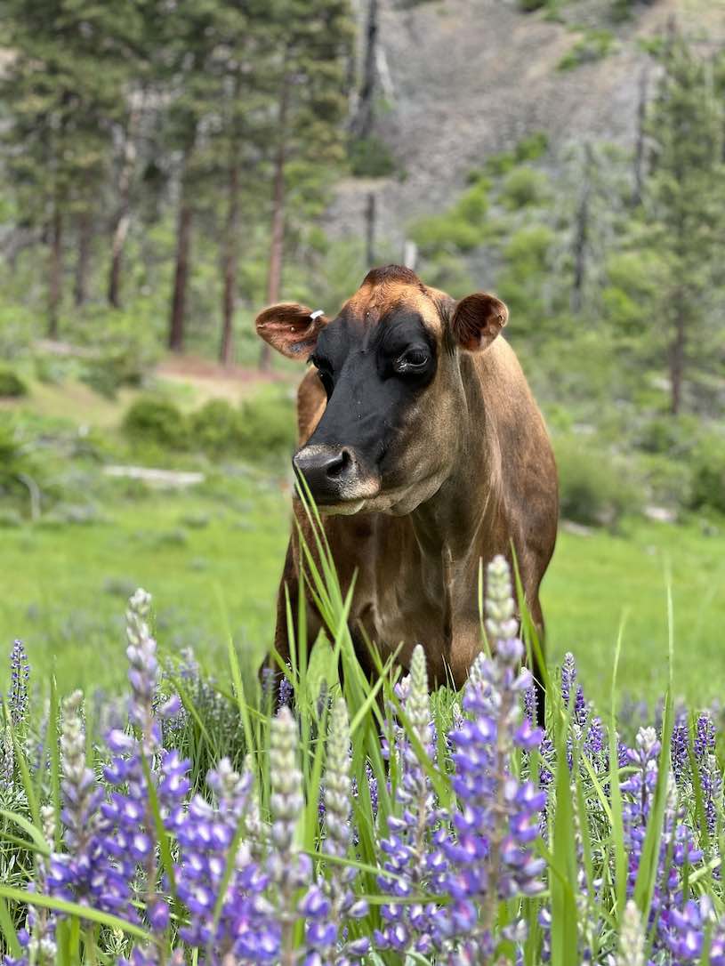 web_Betsy_cattle_field_lupin_pasture_CD_IIMG_9438