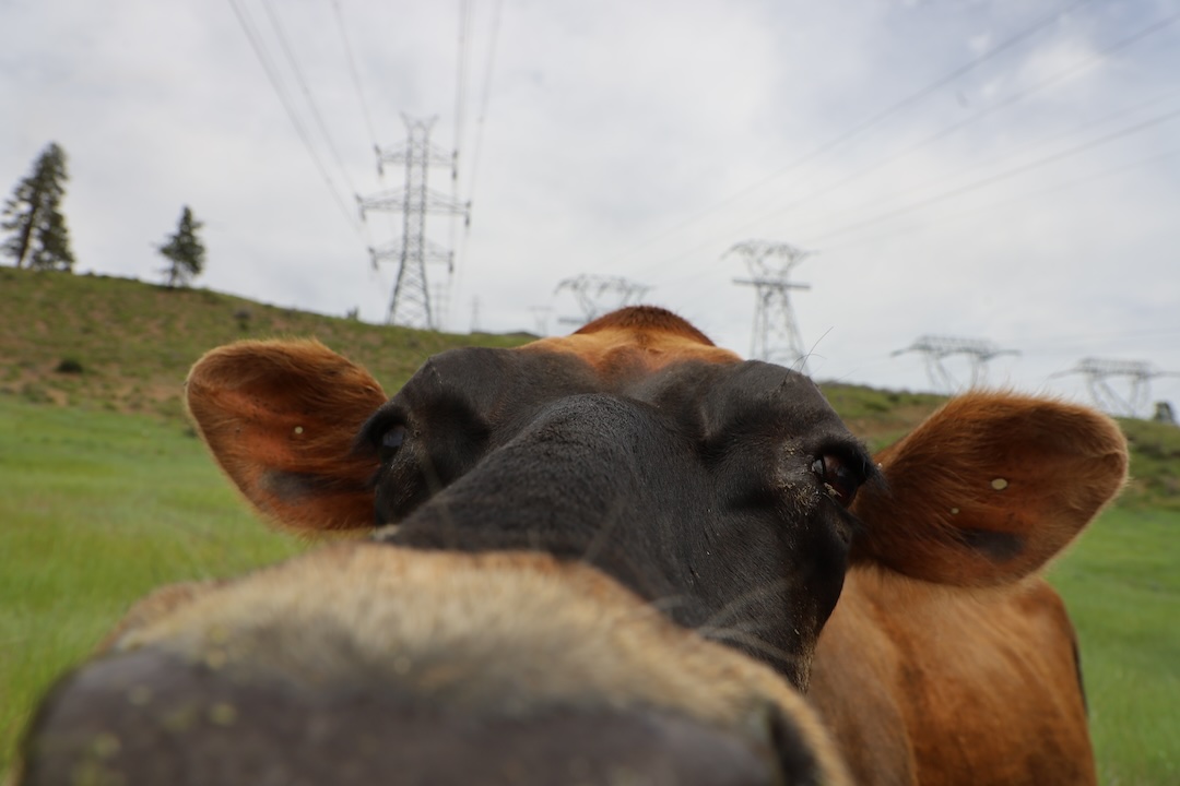 web_Betsy_south_pasture_EB_IMG_5356
