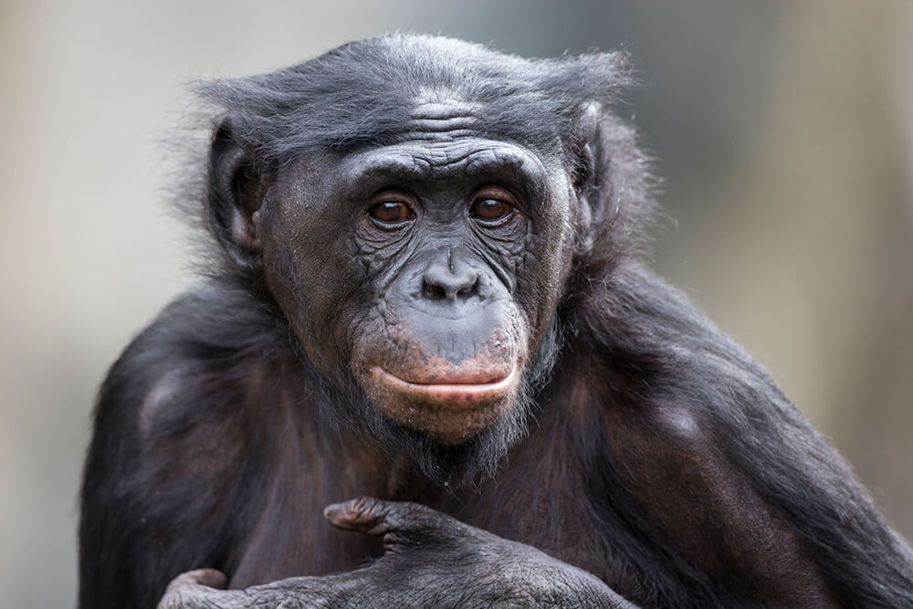 bonobo_portrait