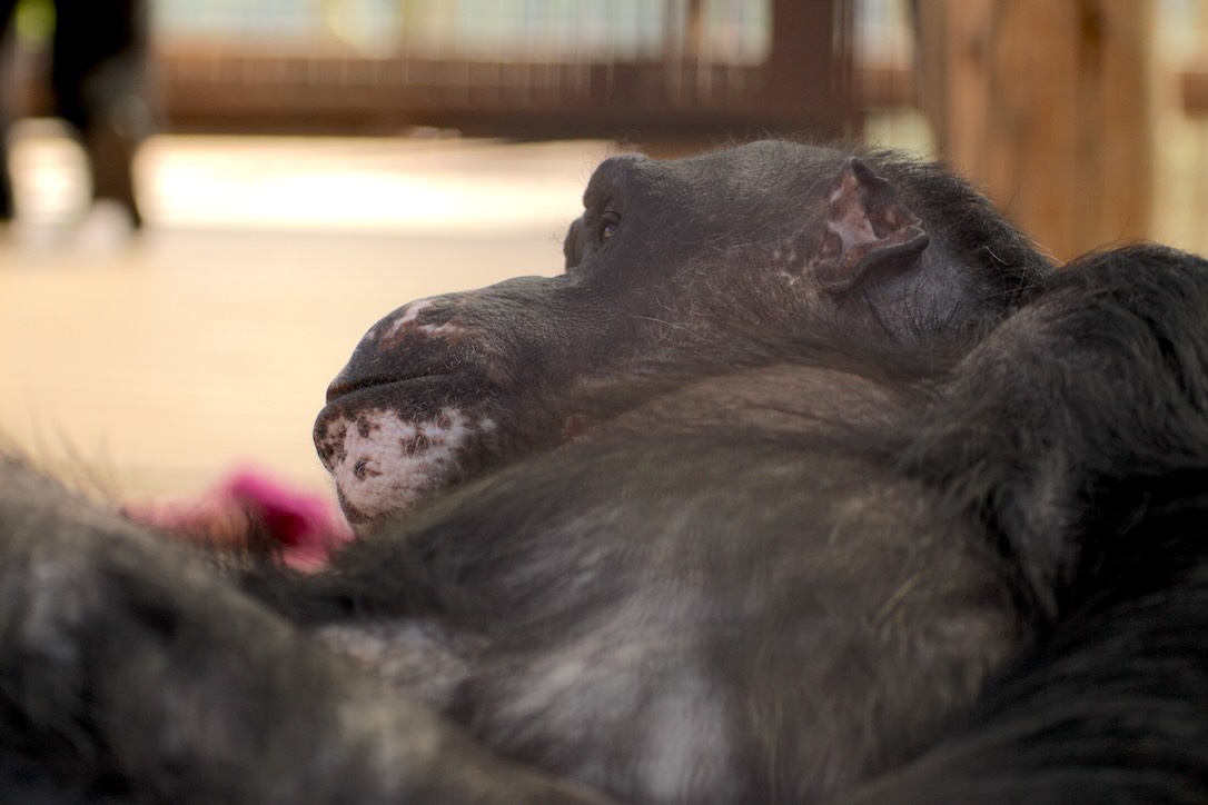 web_Negra_laying_down_side_profile_GH1_JS_IMG_6812