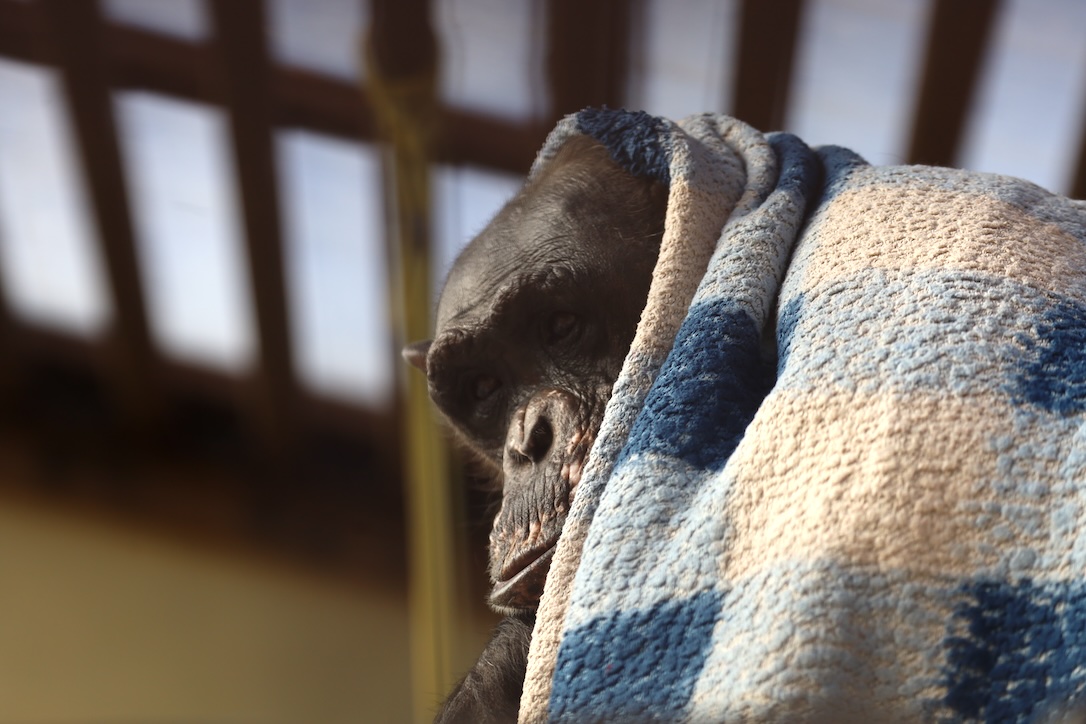 web_Negra_blanket_gh1_aw_IMG_7324