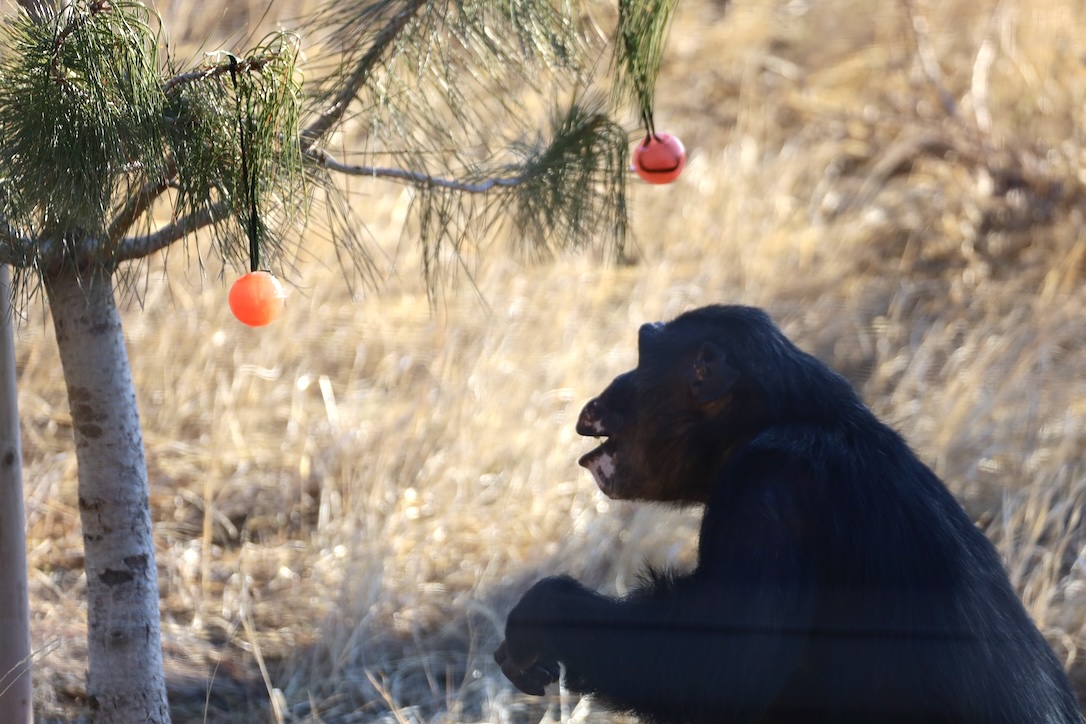 web_Burrito_xmas_ornaments_tree_YH_jb_IMG_8535 copy