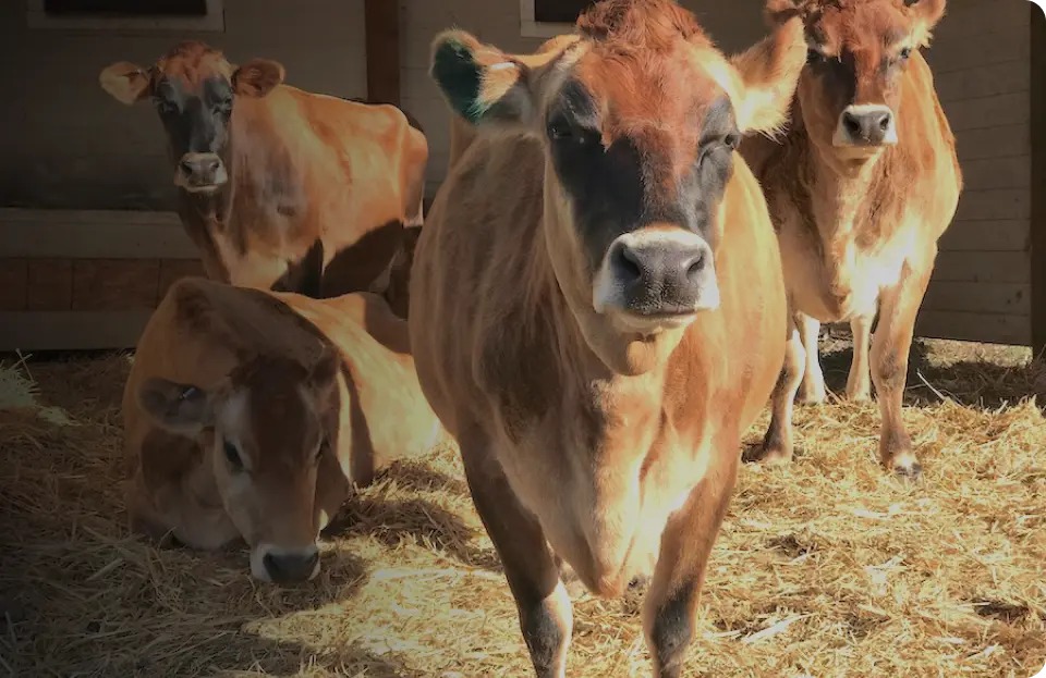 our-cow-family