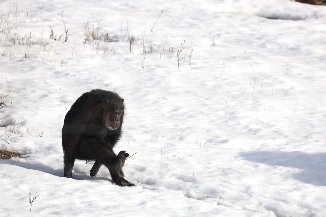web_Missy_jump_through_legs_out_walk_snow_winter_yh_dg_IMG_9165