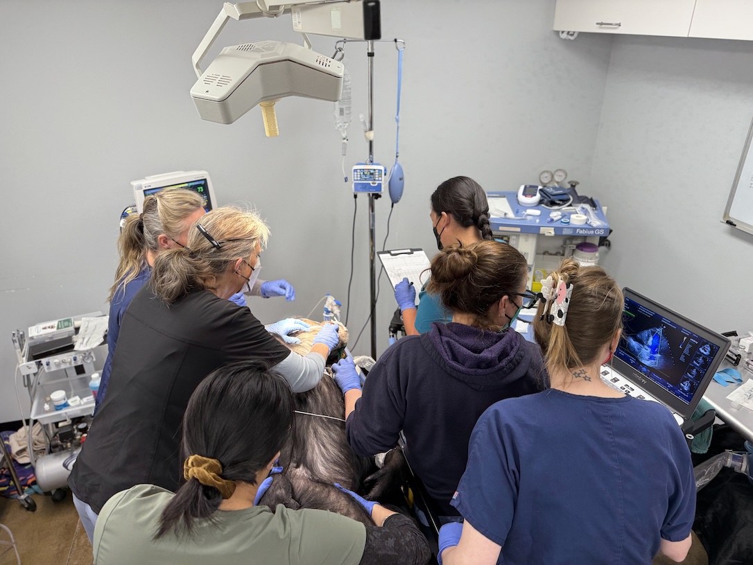 web_Dora_exam_clinic_echo_IMG_6183